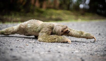 why are sloths so slow|interesting facts about sloths.